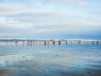 Flock of birds in sea against sky