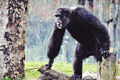 Portrait of a monkey