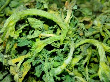 Full frame shot of green leaves