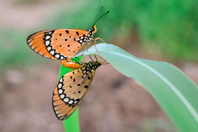 Close-up of butterfly on leaf