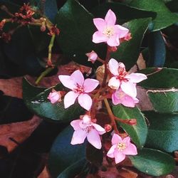 High angle view of pink flowers blooming outdoors