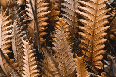 Full frame shot of dried leaves