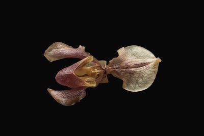 Close-up of flower against black background