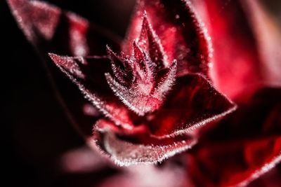 Close-up of red rose flower