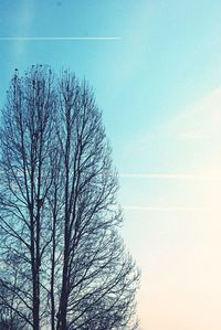 Low angle view of bare trees against sky