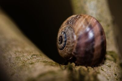 Close-up of snail