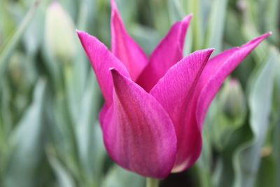 Close-up of pink rose flower