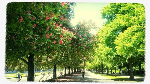 Footpath amidst trees