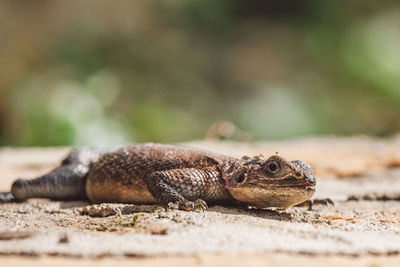 Close-up of lizard