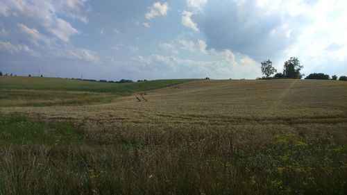 Scenic view of field against sky