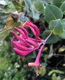 Close-up of flower blooming outdoors