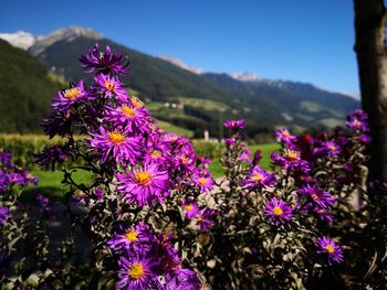 Close-up of purple flowering plants on field