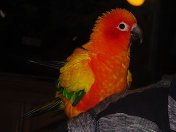 Close-up of parrot perching