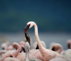 Close-up of flamingos