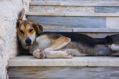 Close-up of dog relaxing on stairs