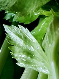 Close-up of wet plant