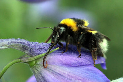 Close-up of honey bee pollinating on purple flower