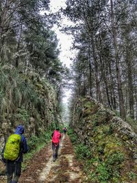 Rear view of people walking on footpath in forest