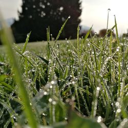 Close-up of wet plants during winter