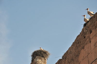 Low angle view of seagulls perching on a wall