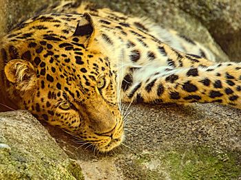 Close-up of tiger lying down