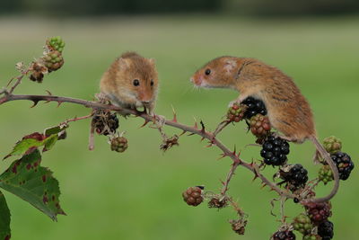 Eurasian harvest mice on a blackberry hedgerow