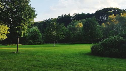 Trees in park against sky