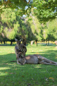 Portrait of mother and young grey kangaroos resting and eating on the grass  in australia