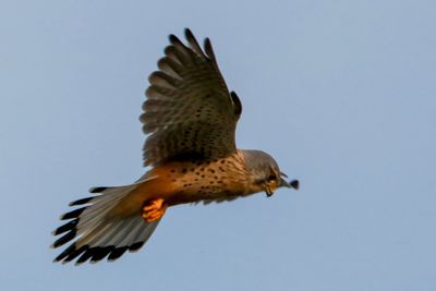 Low angle view of eagle flying against clear sky