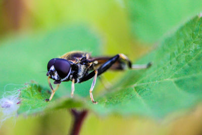 Close-up of insect on leaf