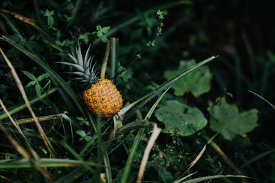 Wild tropical pineapple fruit growing among lush green foliage in tropical jungle in costa rica