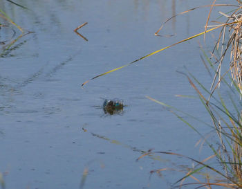 High angle view of ducks in lake