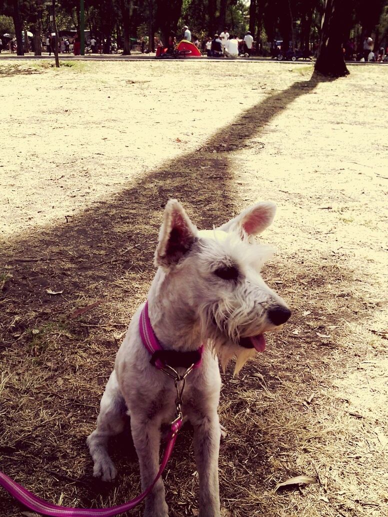 domestic animals, pets, mammal, animal themes, one animal, dog, standing, pet collar, street, field, portrait, pet leash, looking at camera, sitting, full length, sunlight, outdoors, day, white color, park - man made space