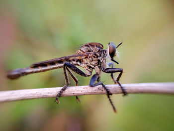 Close-up of damselfly perching on leaf