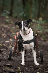 A crippled dog looking at the camera in the woods