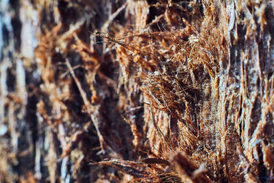 Full frame shot of trees in forest