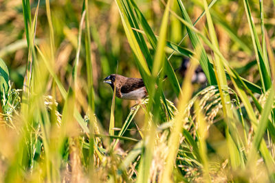 Bird perching on a field