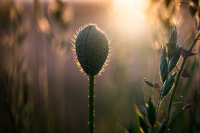 Close-up of flowering plant on field