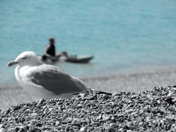 Close-up of seagull perching on beach against sky