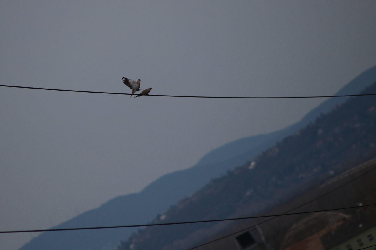 LOW ANGLE VIEW OF BIRD PERCHING ON CABLE