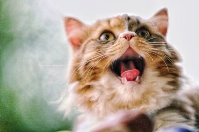 Close-up of cat yawning