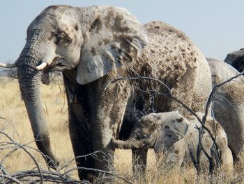 Close up of elephant