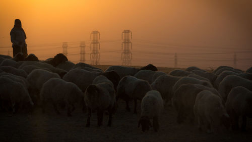 Shepherd with flock of sheep on landscape during sunset