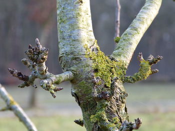 Close-up of lizard on tree