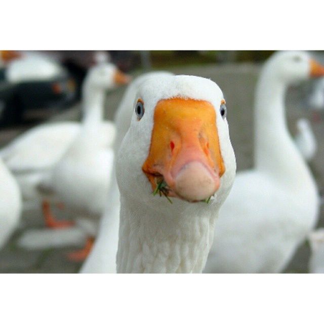 transfer print, focus on foreground, close-up, animal themes, bird, auto post production filter, one animal, animal representation, human representation, animal head, wildlife, beak, animals in the wild, day, toy, selective focus, no people, outdoors, white color, sculpture