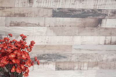 Red flowers blooming outdoors