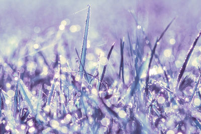 Close-up of water drops on grass against sky