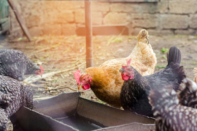 Chickens on the farm, farming, village