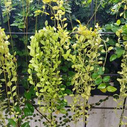 High angle view of plants growing on plant