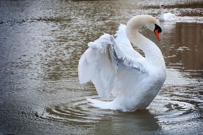 Bird swimming in lake